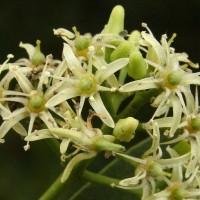 Acronychia pedunculata (L.) Miq.